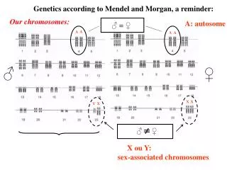 Genetics according to Mendel and Morgan, a reminder: