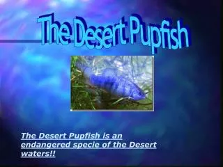 The Desert Pupfish