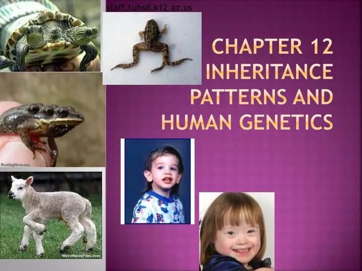 chapter 12 inheritance patterns and human genetics