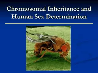 Chromosomal Inheritance and Human Sex Determination