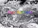 Magic Mushrooms - slide 1