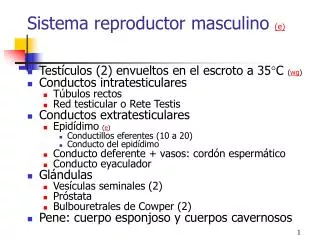 Sistema reproductor masculino ( e )