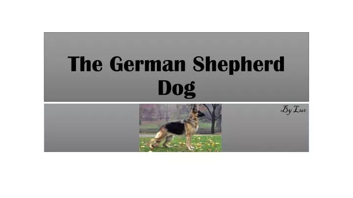 the german shepherd dog