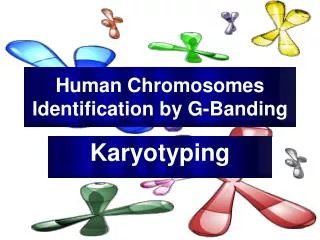 Human Chromosomes Identification by G-Banding