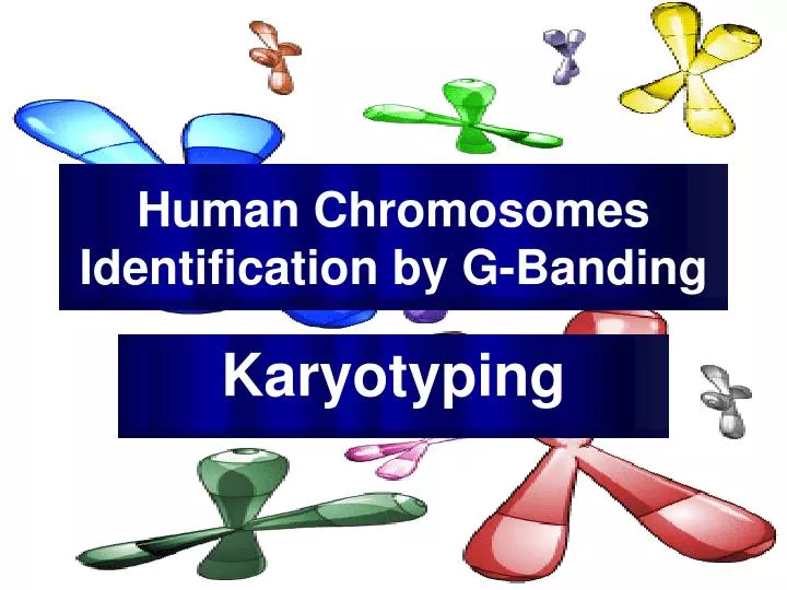 human chromosomes identification by g banding