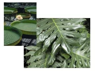 Zea leaf cross section A C 4 plant