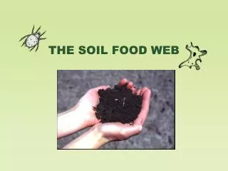 THE SOIL FOOD WEB
