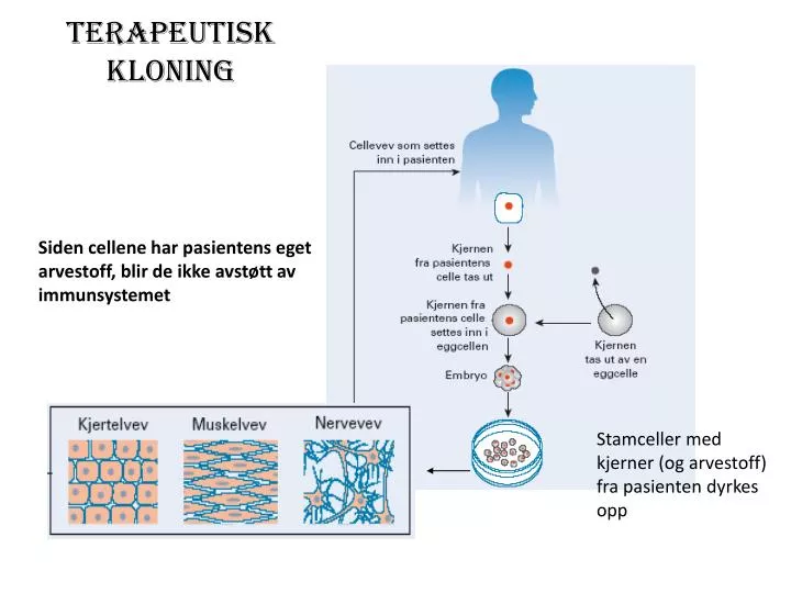 terapeutisk kloning