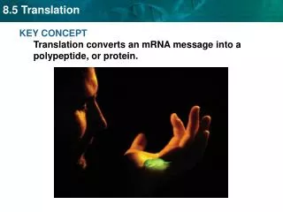 KEY CONCEPT Translation converts an mRNA message into a polypeptide, or protein.