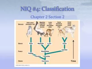 NIQ #4: Classification