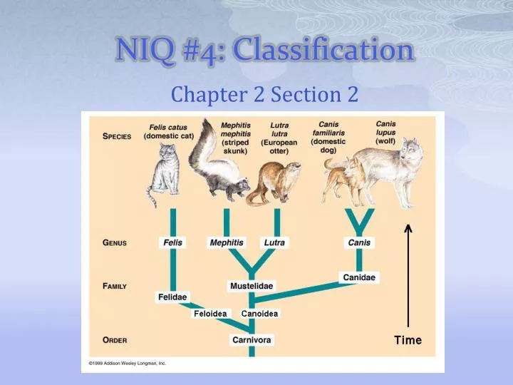 niq 4 classification