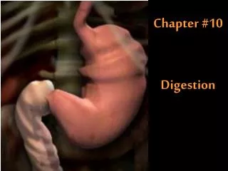 Chapter #10 Digestion
