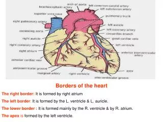Borders of the heart The right border: It is formed by right atrium
