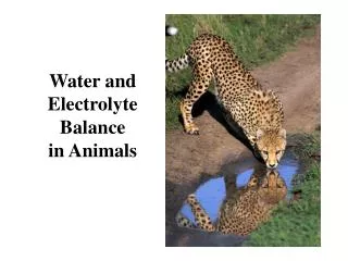 Water and Electrolyte Balance in Animals