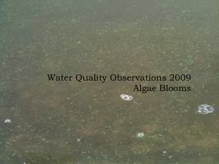Water Quality Observations 2009 Algae Blooms