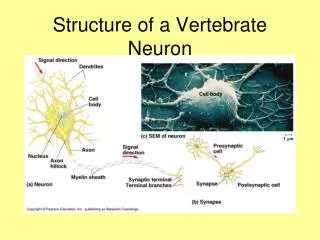 Structure of a Vertebrate Neuron