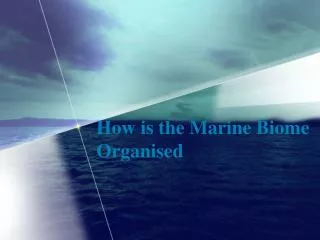 How is the Marine Biome Organised