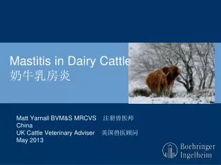 Mastitis in Dairy Cattle 奶牛乳房炎