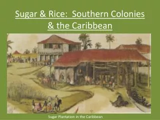 Sugar &amp; Rice: Southern Colonies &amp; the Caribbean