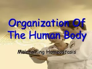 Organization Of The Human Body