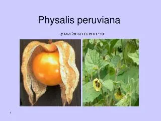 Physalis peruviana פרי חדש בדרכו אל הארץ.