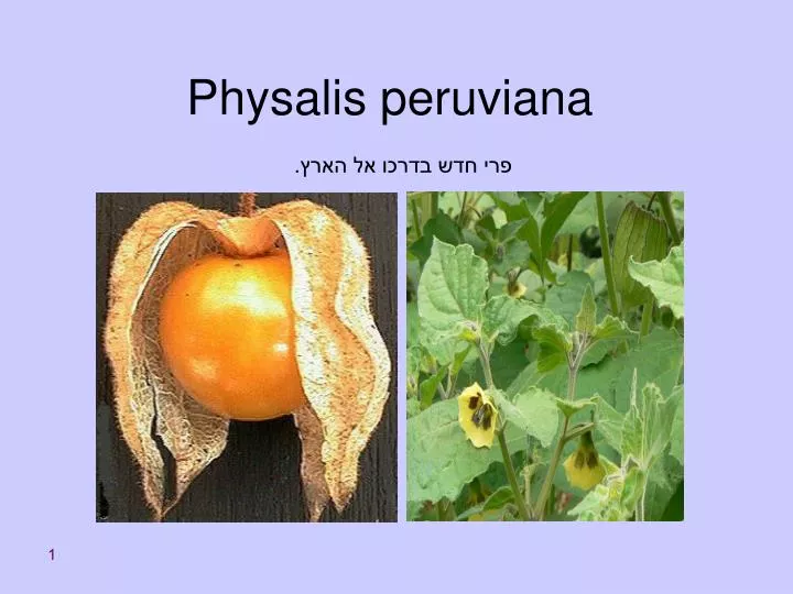 physalis peruviana