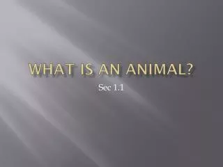 What is an animal?