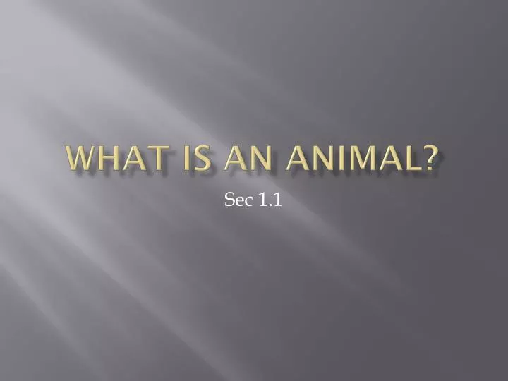 what is an animal