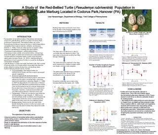 A Study of the Red-Bellied Turtle ( Pseudemys rubriventris ) Population in