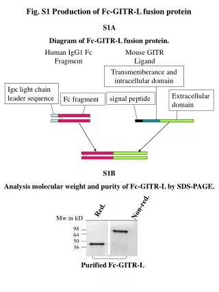 Fig. S1 Production of Fc-GITR-L fusion protein