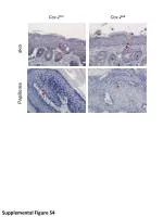 Skin Papilloma Formation in Cox-2fl/fl Mice Upon Cox-2ΔE Deletion: Supplemental Figure S4 Analysis - slide 1