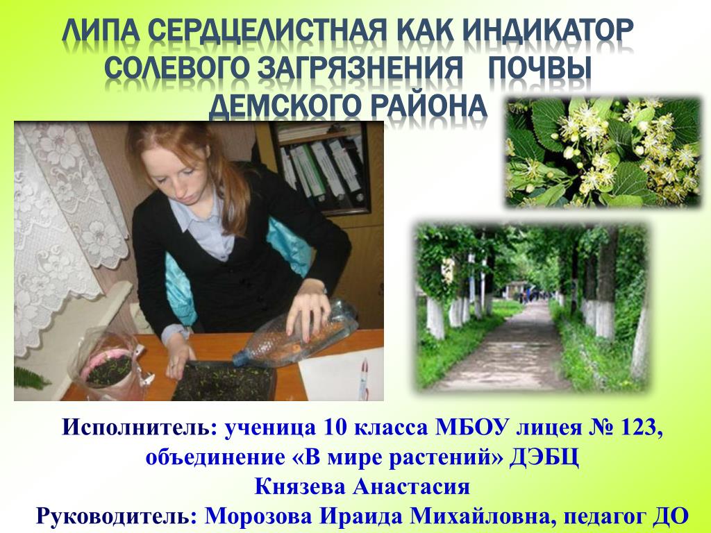 Липа сердцелистная как индикатор солевого загрязнения почвы Демского района - slide 1