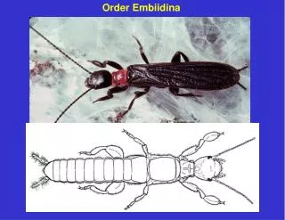 Order Embiidina