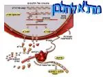 מדנ"א לחלבון - slide 1