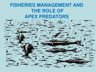 FISHERIES MANAGEMENT AND THE ROLE OF APEX PREDATORS