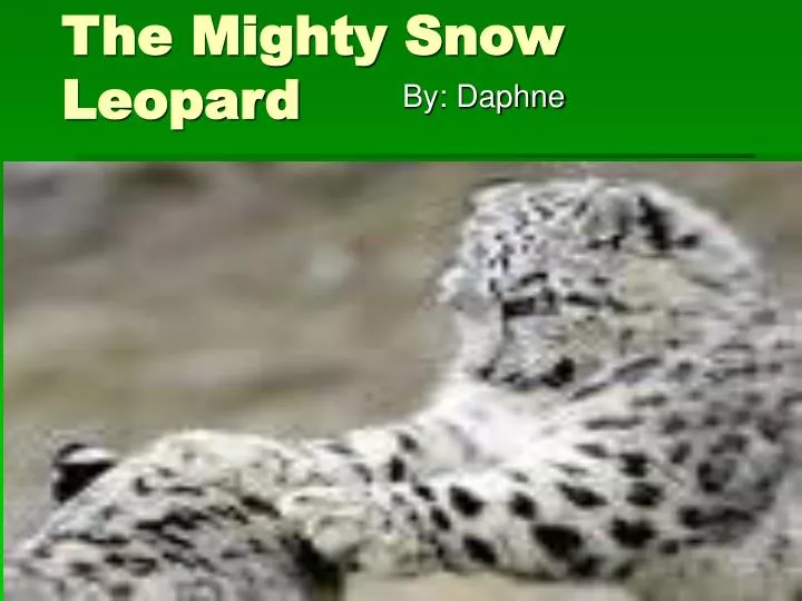 the mighty snow leopard