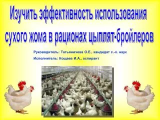 Изучить эффективность использования сухого жома в рационах цыплят-бройлеров