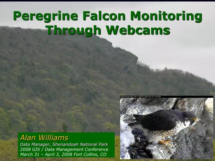 peregrine falcon monitoring through webcams