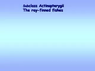 Sub class Actinopterygii The ray-finned fishes