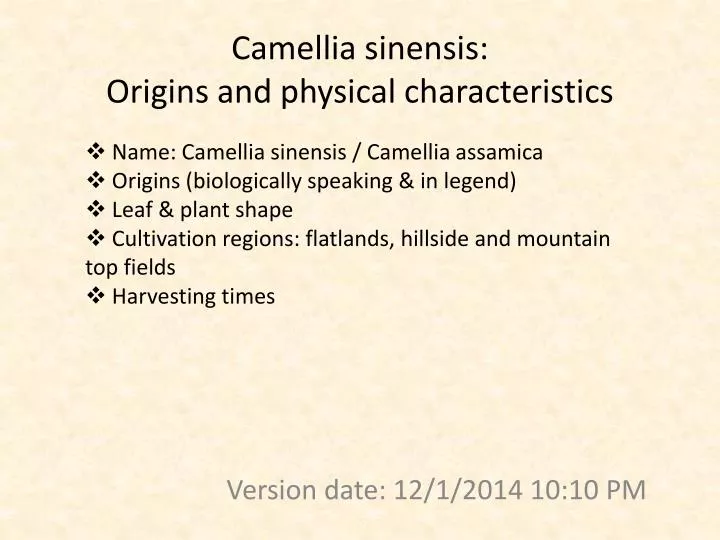 camellia sinensis origins and physical characteristics