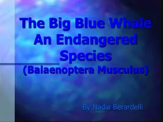 The Big Blue Whale An Endangered Species (Balaenoptera Musculus)