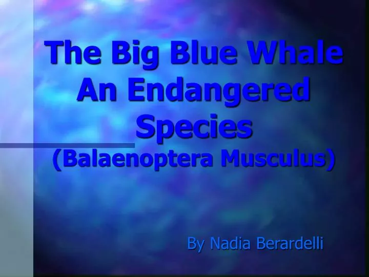 the big blue whale an endangered species balaenoptera musculus