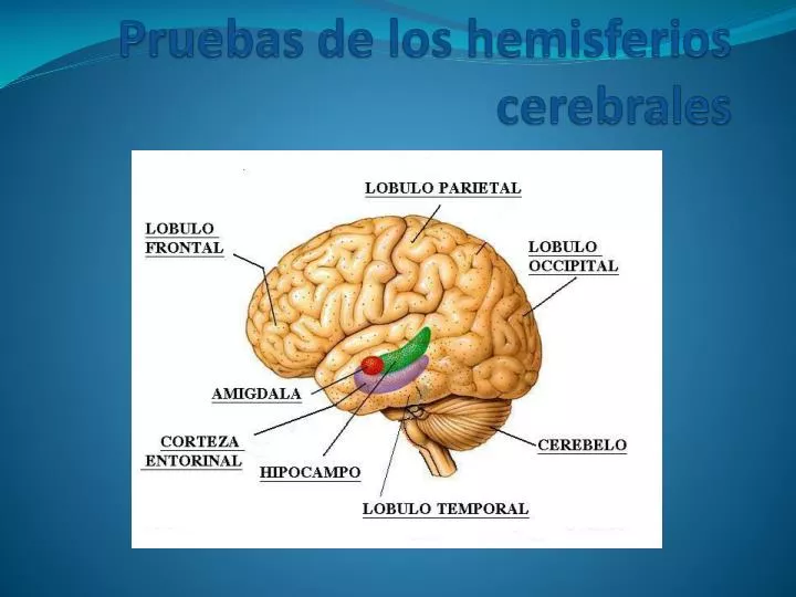 pruebas de los hemisferios cerebrales
