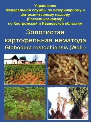 Золотистая картофельная нематода Globodera rostochiensis ( Woll .)