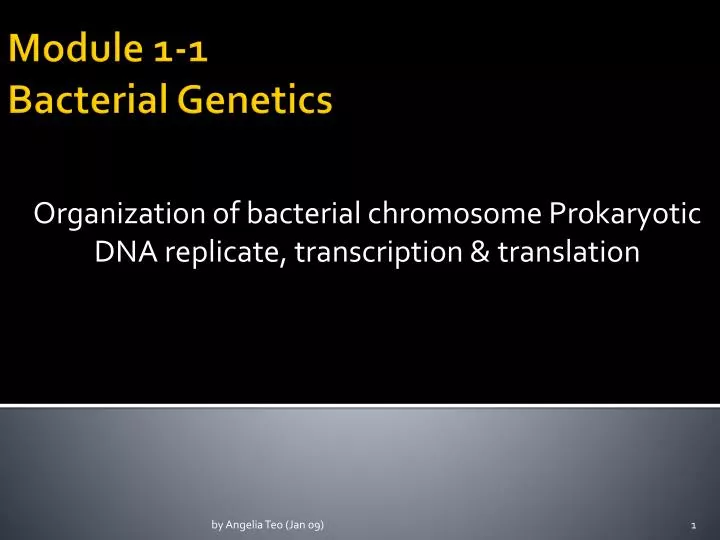 organization of bacterial chromosome prokaryotic dna replicate transcription translation