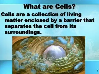 What are Cells?