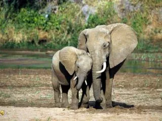 直到今天，平均每天仍有 104 头大象因一对洁白的象牙而遭到猎杀 。。。