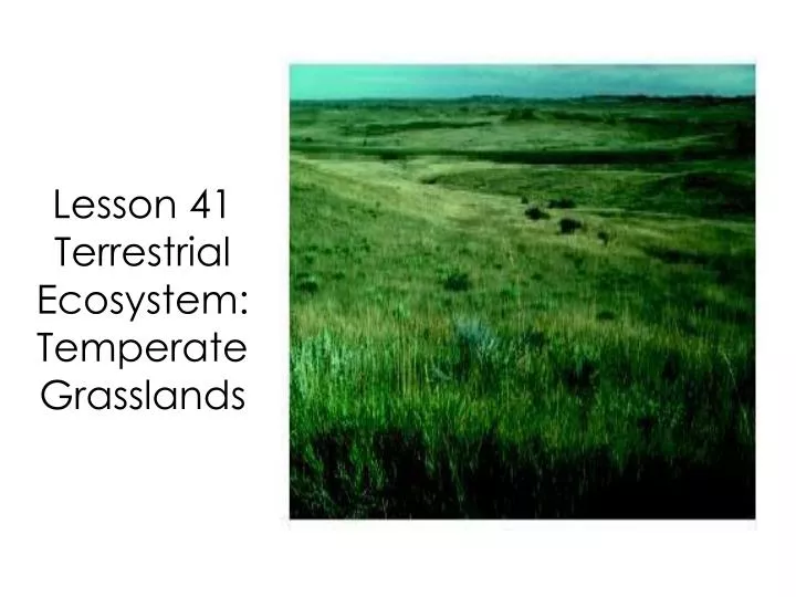lesson 41 terrestrial ecosystem temperate grasslands