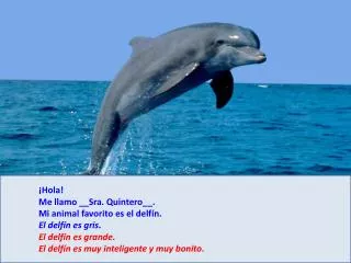 ¡Hola! 	Me llamo __Sra. Quintero__. 	Mi animal favorito es el delfín. 	El delfín es gris.