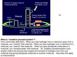 What is “oxidative phosphorylation”?
